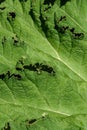 Closeup of Gunnera Tinctoria leaf as a green nature background