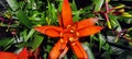 Closeup of  Guzmania lingulata flower Royalty Free Stock Photo