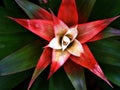 Closeup Guzmania lingulata plants care tips with soft selective focus for pretty background, macro image ,red orange leaves Royalty Free Stock Photo