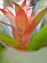 Closeup Guzmania lingulata plants care tips with soft selective focus for pretty background, macro image ,red orange leaves Royalty Free Stock Photo