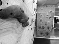 Closeup of gym climbing wall in black and white used to climb and exercise in an extreme and recreational sport and to simulate a