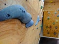 Closeup of gym climbing wall used to climb and exercise in an extreme sport and to simulate a cliff alpinism climbing