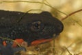 Closeup on the had of an aquatic Chinese fire-bellied newt, Cynops orientalis Royalty Free Stock Photo