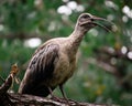 Closeup of a Hadada ibis perched on a tree with a blurry background Royalty Free Stock Photo