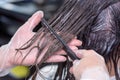 Closeup hair coloring of a brunette woman in a beauty salon. Master hairdresser at work Royalty Free Stock Photo