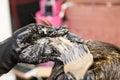 Closeup of hair dresser applying chemical color dye onto hair