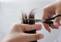 hairdresser trimming brown hair with scissors. Royalty Free Stock Photo