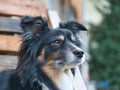 Closeup of a hairy black pet dog sitting outdoors and looking afar Royalty Free Stock Photo