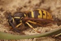 Closeup on a hairy black and yellow European Common wasp, Vespula vulgaris Royalty Free Stock Photo