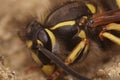 Closeup on a hairy black and yellow European Common wasp, Vespula vulgaris Royalty Free Stock Photo