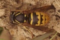 Closeup on a hairy black and yellow European Common wasp, Vespula vulgaris Royalty Free Stock Photo