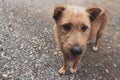 Closeup of a hairy brown dog