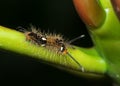 Hairy Caterpillar on Branch of Plant