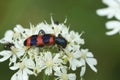 Closeup on the hairy, colorful bee-eating beetle, Trichodes apiarius sitting on a white Heracleum flower