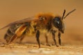 Closeup on a hairy, colorful female of the Grey gastered mining bee, Andrena tibialis