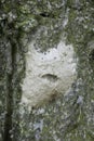 Closeup on a hairy egg cocoon of the gypsy moth, Lymantria dispar against the bark of a tree