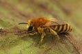 Closeup on a hairy female of the bare-saddled colletes similis Royalty Free Stock Photo