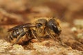 Closeup on a hairy female Jersey mason bee, Osmia niveata sitting on a piece of wood