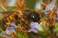 Closeup on a hairy female red mason bee, Osmia rufa, sipping nectar Royalty Free Stock Photo