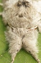Closeup on a hairy, fluffy Pale tussock moth, Calliteara pudibunda, hiding it's head between it's feathered legs Royalty Free Stock Photo