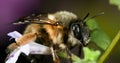 Closeup of Hairy-footed flower bee, Anthophora plumipes Royalty Free Stock Photo