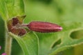 Closeup on a hairy , fresh emerging red catchfly flower bud , Siliene diocia Royalty Free Stock Photo