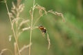 Closeup of hairy-legged bee, Dasypoda hirtipes , on a cereal plant. Royalty Free Stock Photo