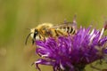 Closeup on a hairy male Pantaloon bee, Dasypoda hirtipes sitting on a purple knapweed flower Royalty Free Stock Photo
