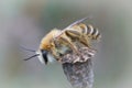 Closeup on a hairy male Pantaloon bee, Dasypodata hirtipes sitting on top of a flower bud