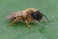 Closeup on a hairy male Yellow legged mining bee, Andrena flavipes Royalty Free Stock Photo