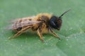 Closeup on a hairy male Yellow legged mining bee, Andrena flavipes Royalty Free Stock Photo