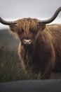 Closeup of hairy Scottish Highland Cattle Royalty Free Stock Photo