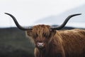 Closeup of hairy Scottish Highland Cattle Royalty Free Stock Photo