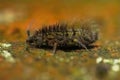 Closeup of a hairy slender springtail