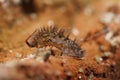 Closeup on a hairy, spooky microscopic springtail, Orchesella villosa