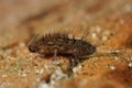 Closeup on a hairy, spooky microscopic springtail, Orchesella villosa