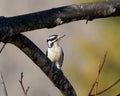 Closeup of a hairy woodpecker (Leuconotopicus villosus) perched on a tree branch