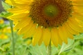 Closeup half of bright beautiful yellow happy sunflower showing pollen pattern, soft petal, bee with blurred green field Royalty Free Stock Photo
