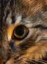 Closeup half face of a beautiful street cat Royalty Free Stock Photo