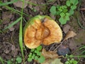 Closeup of the half of a green apple on the ground during the daytime