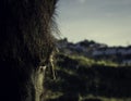 Closeup of the half of a pony face in nature