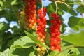 Closeup of half semi ripe red gooseberries ribes rubrum hanging in shrub plant - Germany