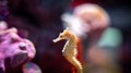 Closeup Half-spined Seahorse or Hippocampus Semispinosus Swim Underwater Royalty Free Stock Photo