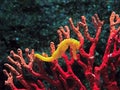 Half-spined Seahorse or Hippocampus Semispinosus Swim Underwater Royalty Free Stock Photo