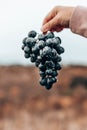 Closeup of farmers hand with black or blue bunch grapes. Fresh blue bunches of grapes. Harvesting in autumn Royalty Free Stock Photo