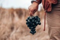 Closeup of a hand with blue ripe grapes. Fresh blue bunches of grapes. The concept of winemaking, wine, vegetable garden, cottage Royalty Free Stock Photo