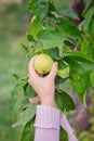 Closeup of the hand of a child tearing an apple from a branch