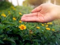 Closeup of a hand dropping water into a yellow flower with beautiful afternoon sunset. Royalty Free Stock Photo