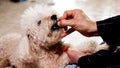 Closeup on hand feeding pet dog with chewable to protect and treat from heartworm disease