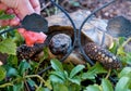 Closeup of a hand feeding a turtle on green plants